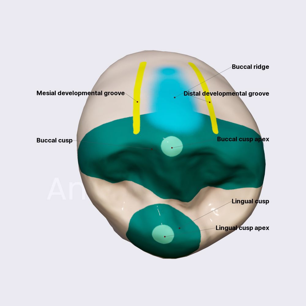 First mandibular premolar (part 1)