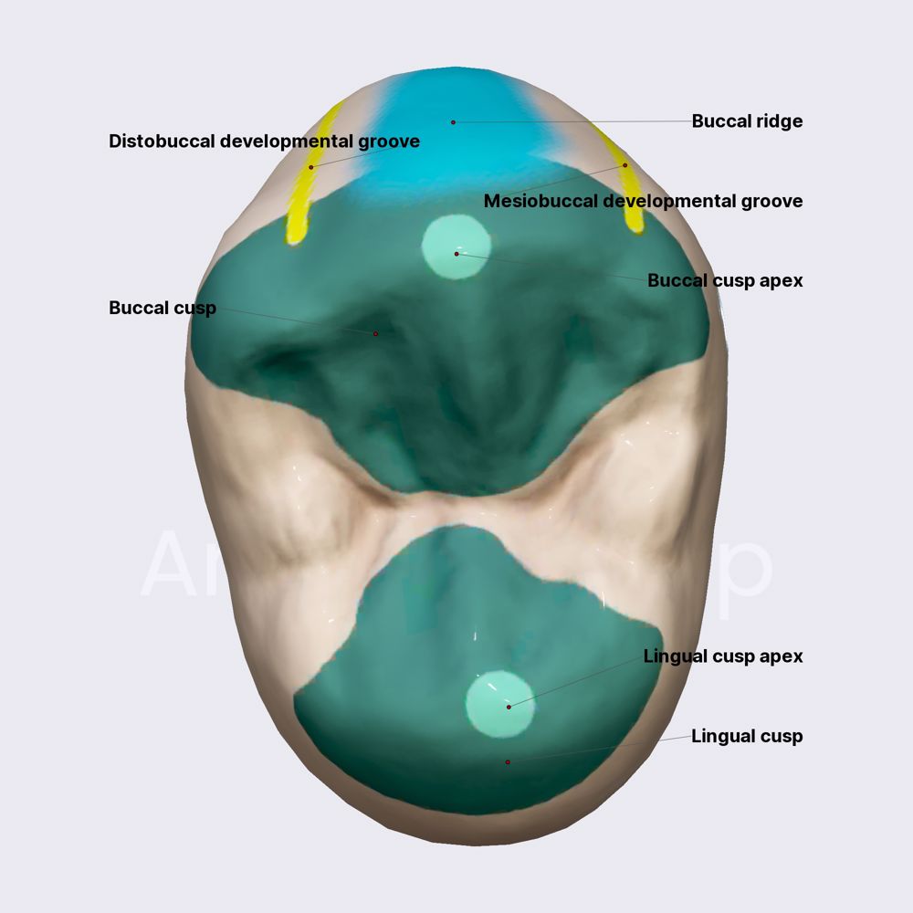 Second maxillary premolar (part 1)