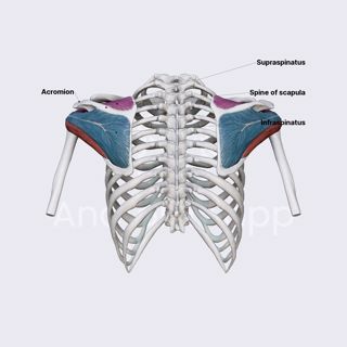 Supraspinatus and infraspinatus image