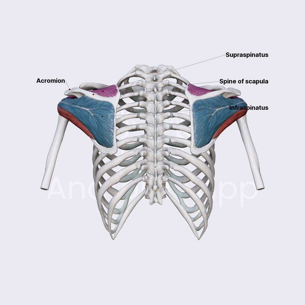 Supraspinatus and infraspinatus muscles
