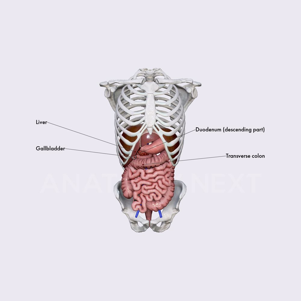 Relations of gallbladder