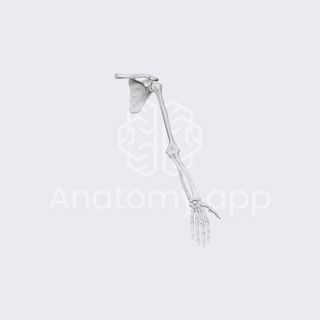 Biomechanics of the upper limb: pronation and supination image