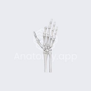 Biomechanics of the interphalangeal joints: flexion and extension image