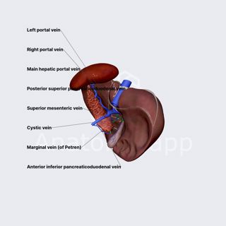 Venous drainage of biliary system image