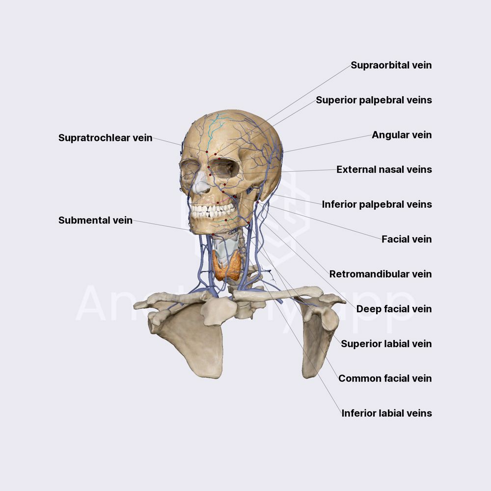 Angular and facial vein