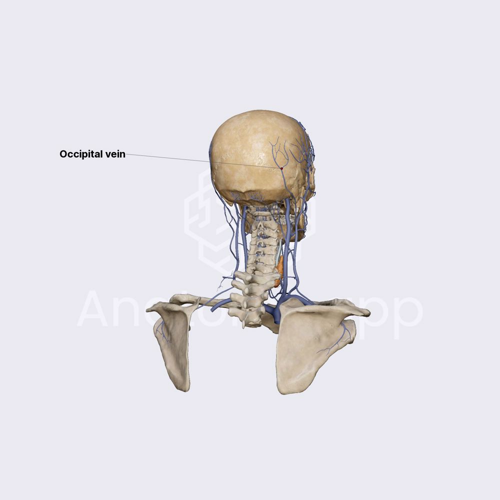 Occipital vein