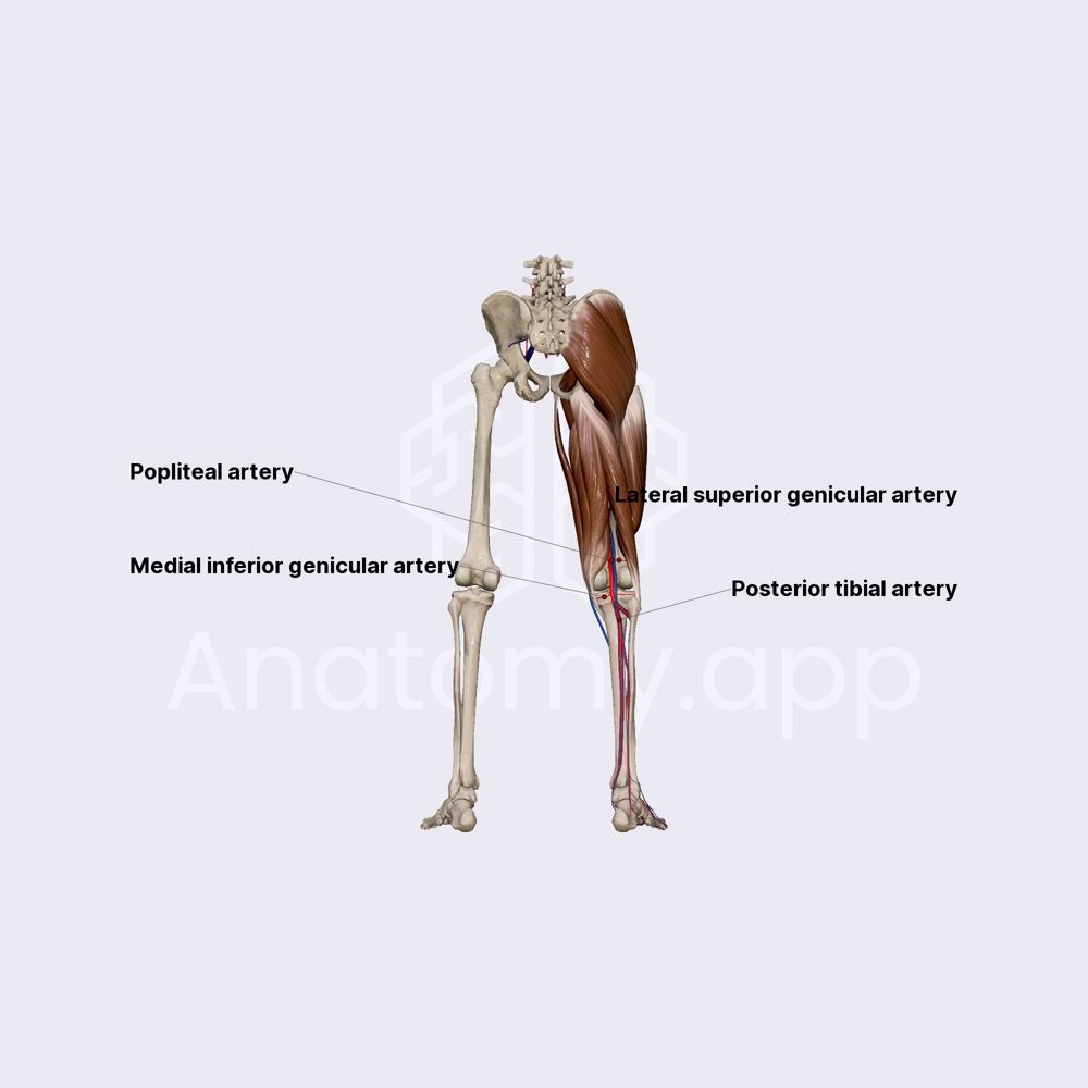 Branches of popliteal artery
