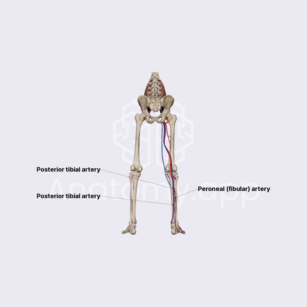 Posterior tibial artery