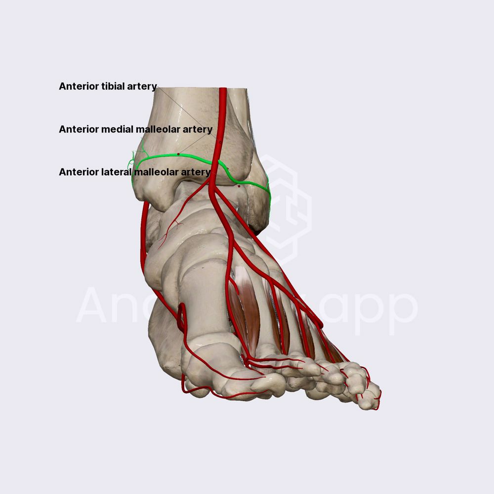 Posterior medial, anterior medial and anterior lateral malleolar arteries
