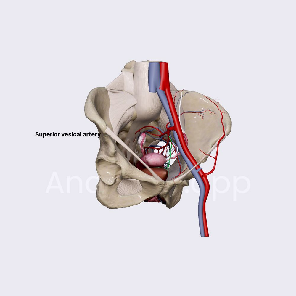 Umbilical and superior vesical arteries