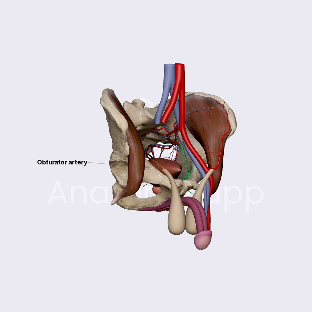 Obturator artery