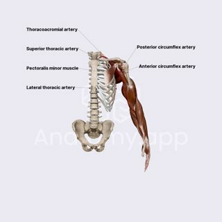 Axillary artery image