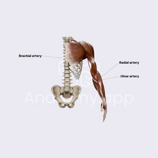 Brachial artery image