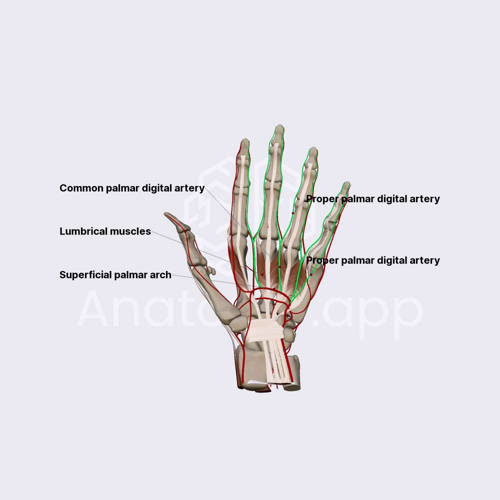 Common and proper palmar digital arteries
