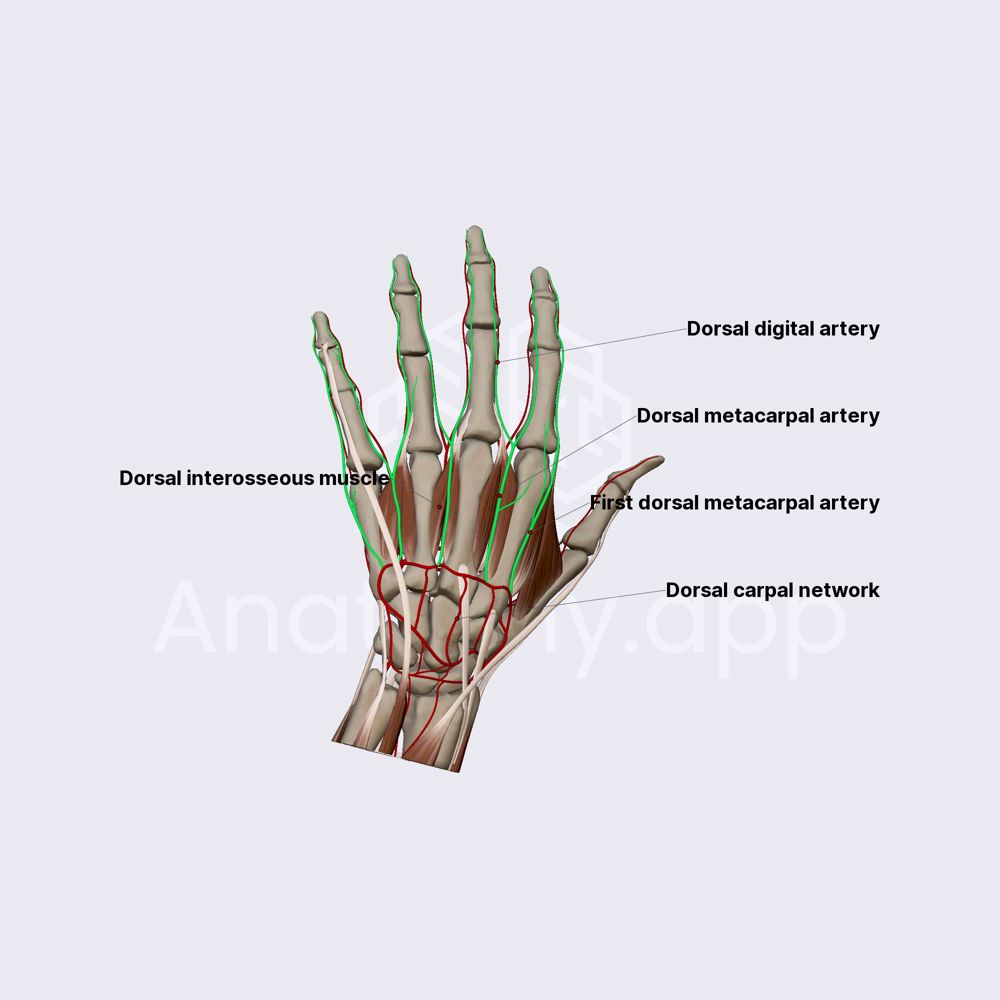 Dorsal metacarpal and dorsal digital arteries