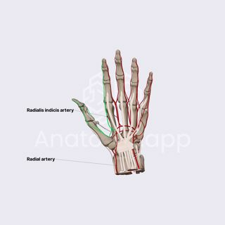 Princeps pollicis and radialis indicis arteries image
