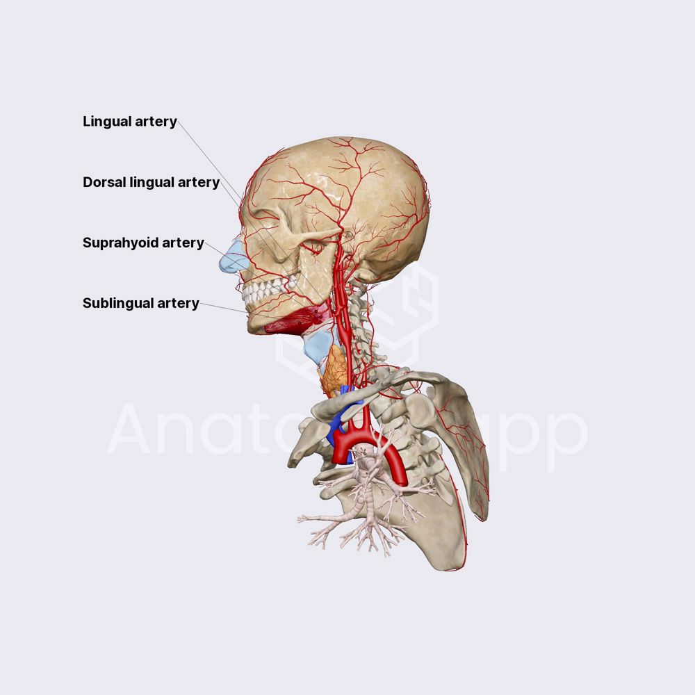 Lingual artery