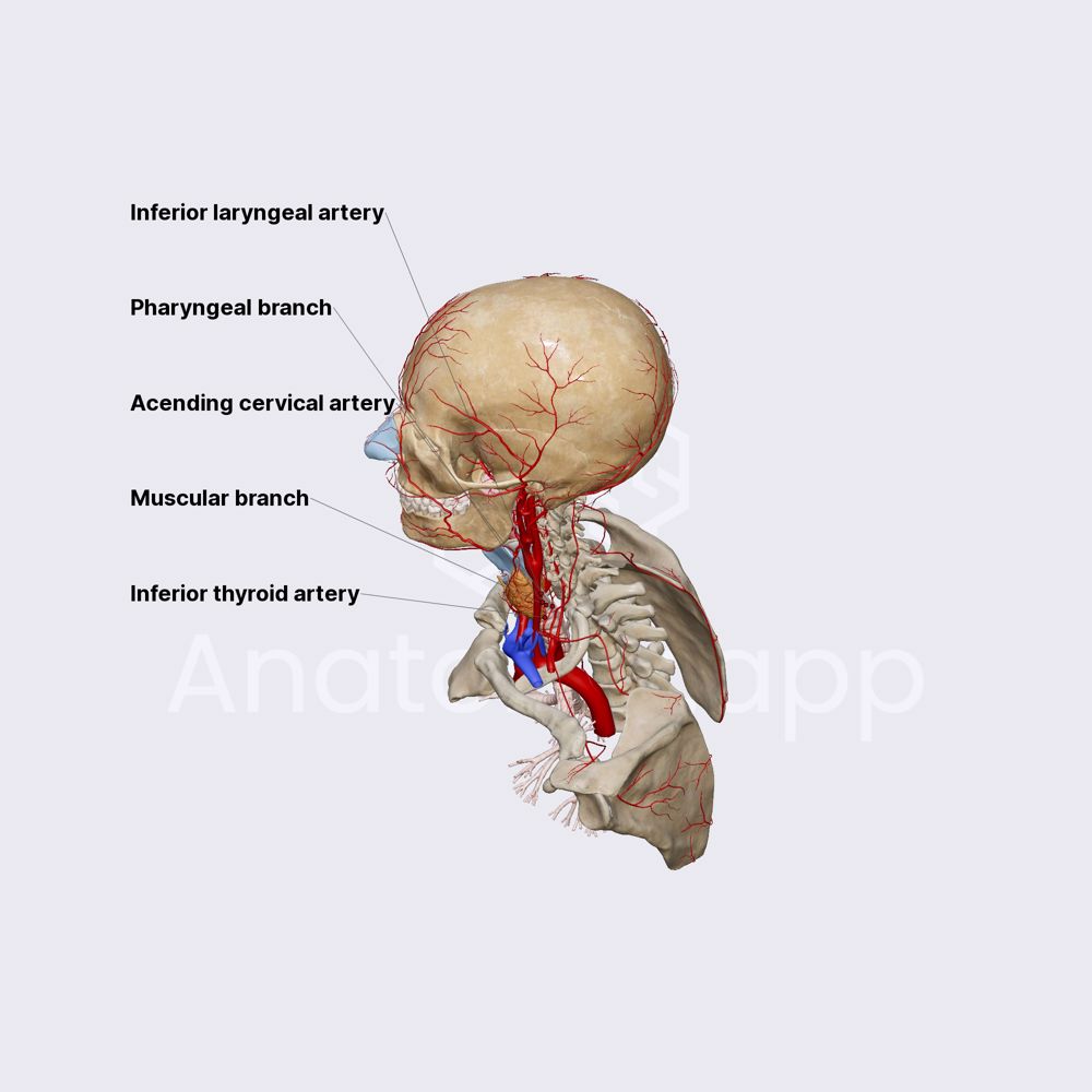 Inferior thyroid artery