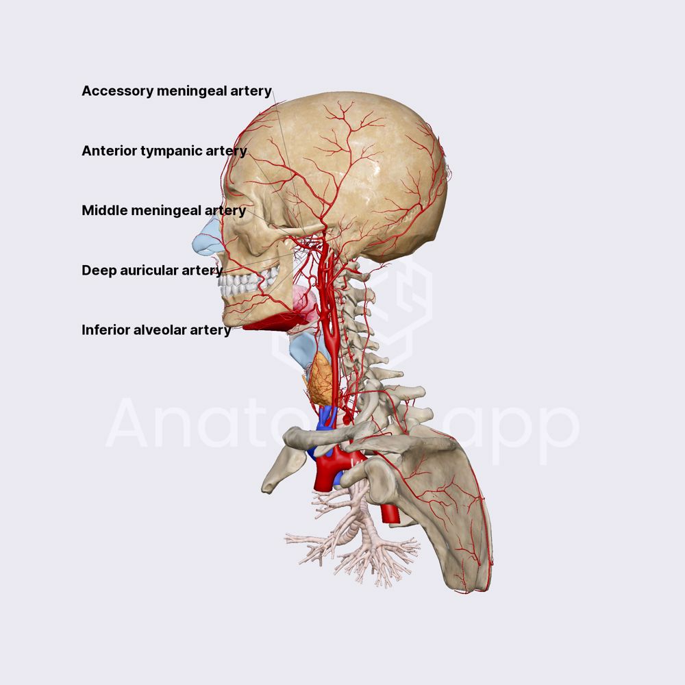 Mandibular part of maxillary artery