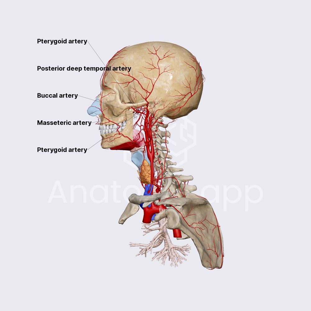 Pterygoid part of maxillary artery