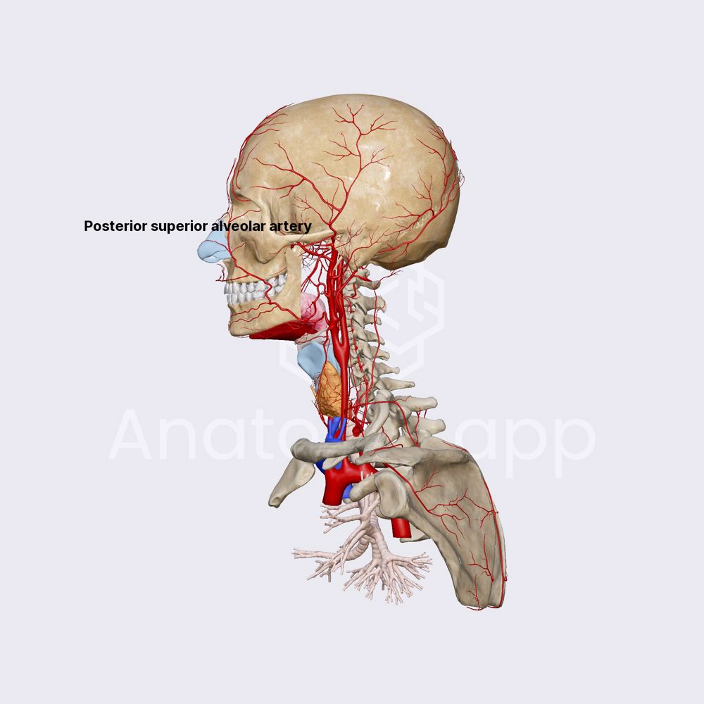 Pterygopalatine part of maxillary artery