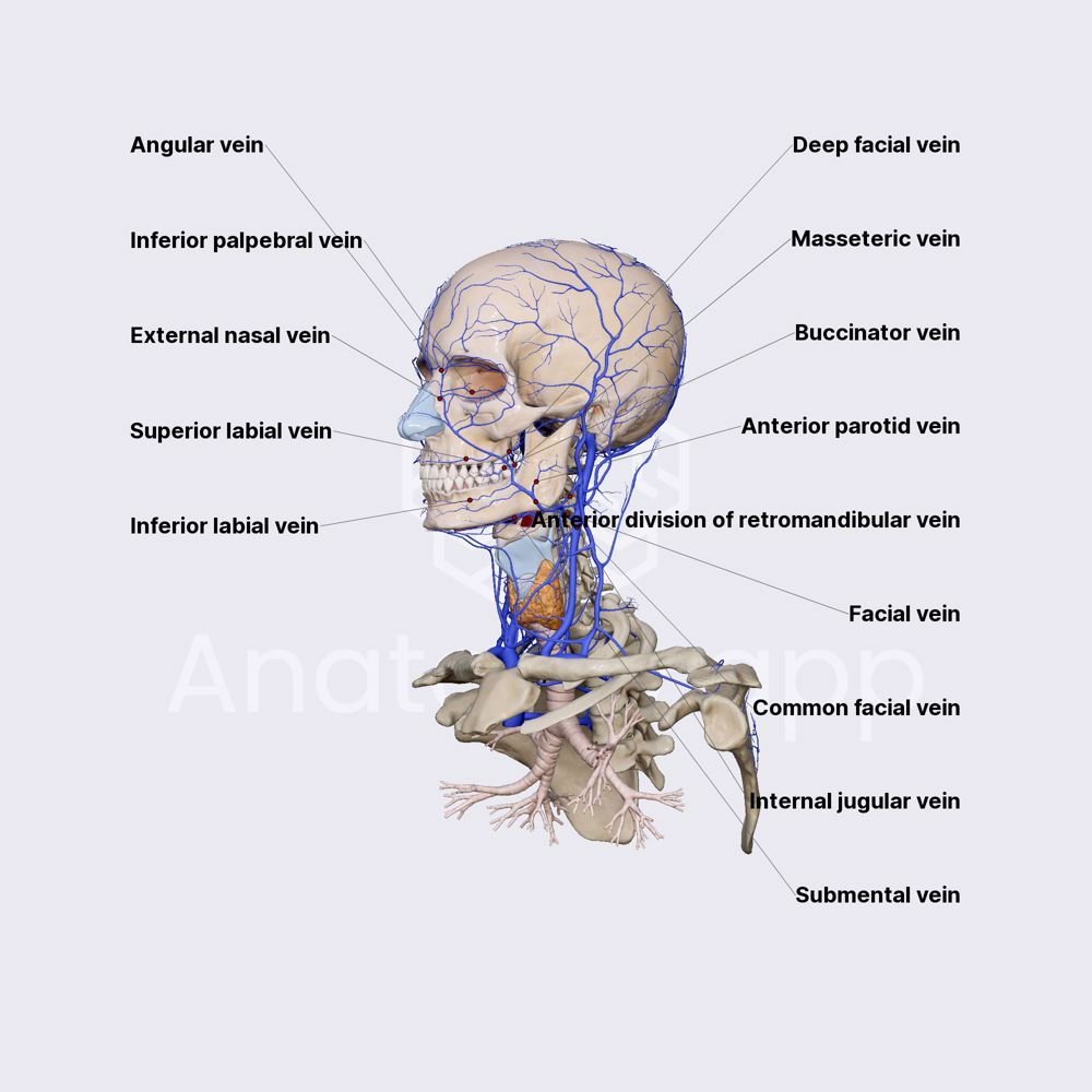Facial and common facial veins