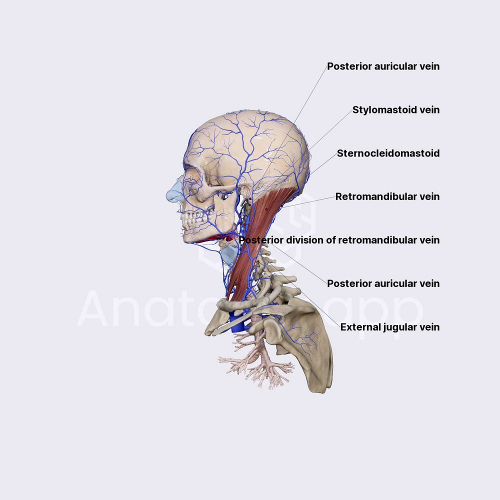 Posterior auricular vein