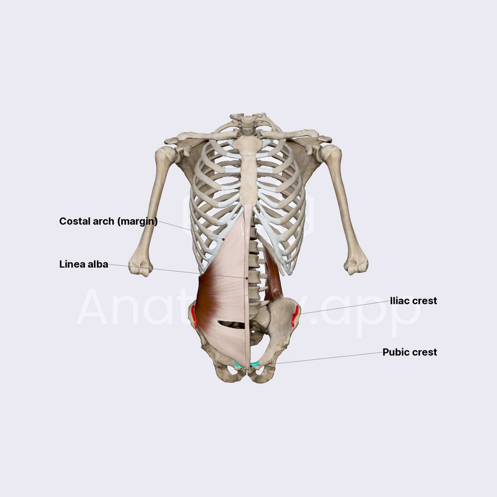 Transversus abdominis muscle