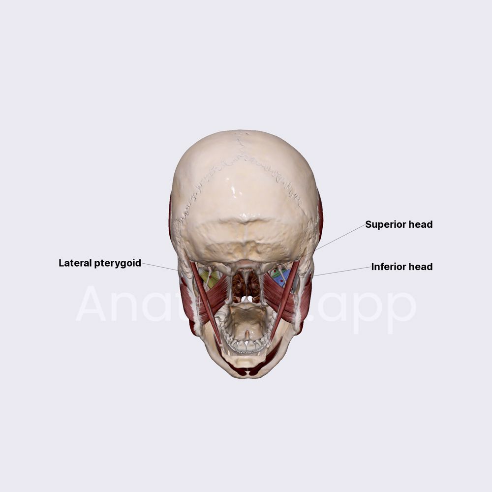 Lateral pterygoid muscle