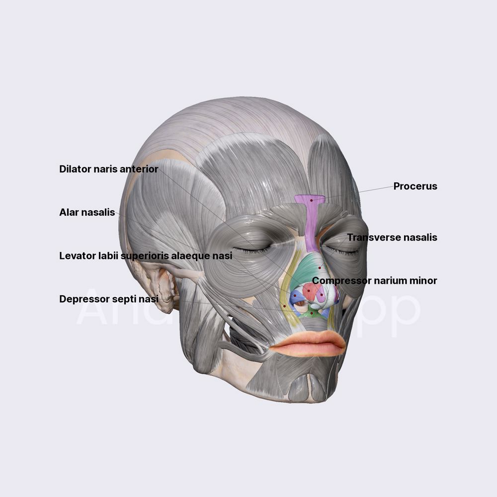 Nasal group of facial muscles