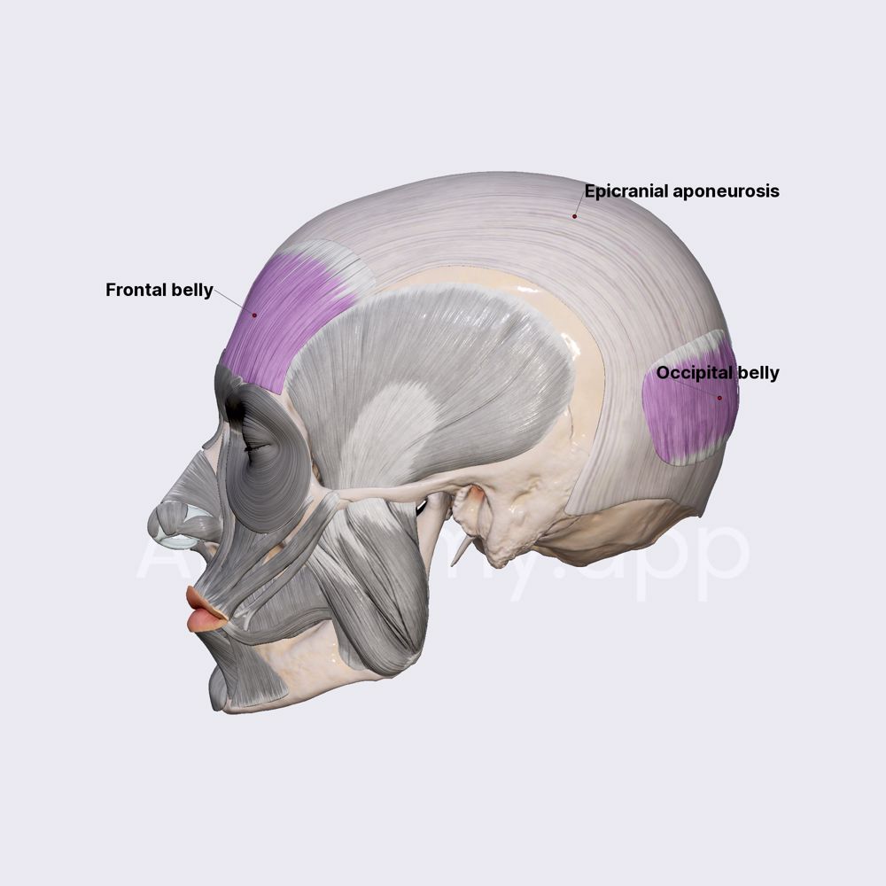 Facial muscles in the calvaria region (occipitofrontalis)