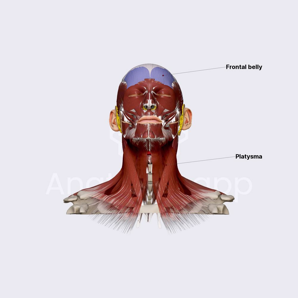Other facial muscles