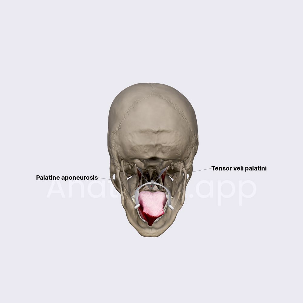 Tensor veli palatini muscle