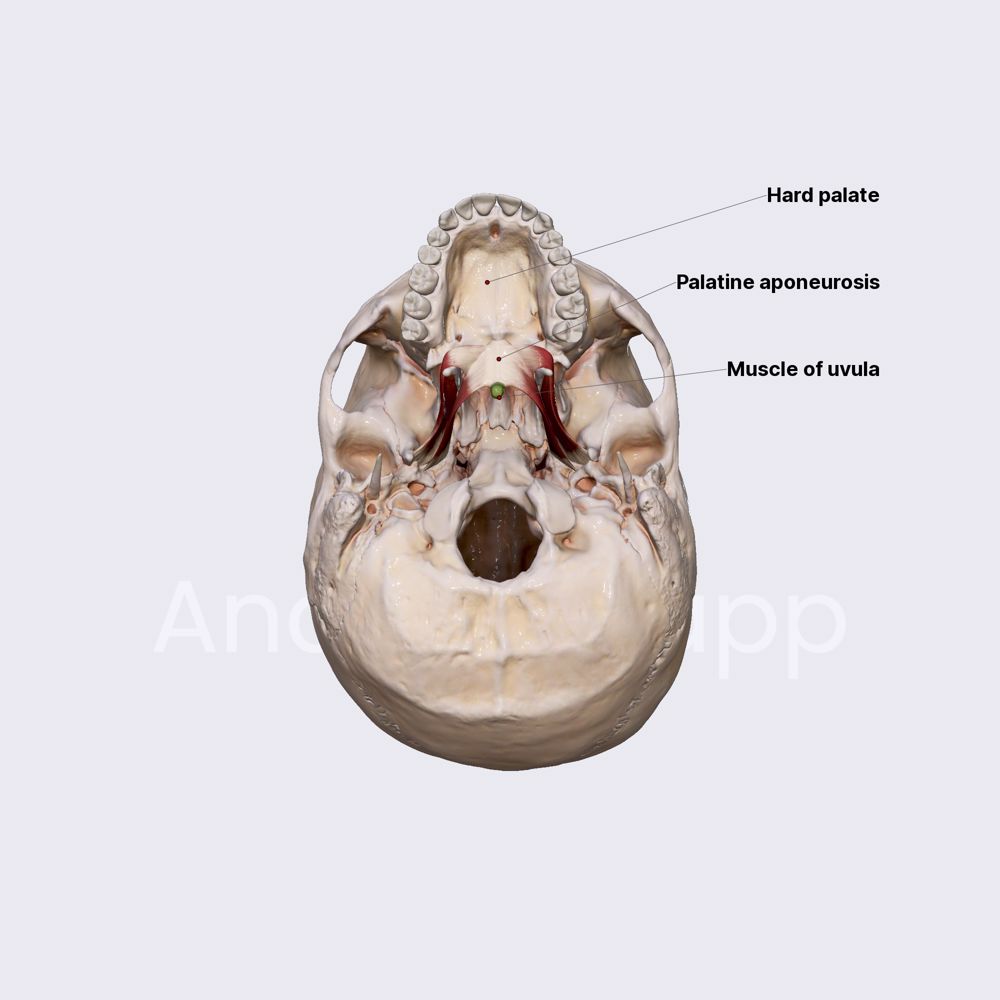 Muscle of uvula
