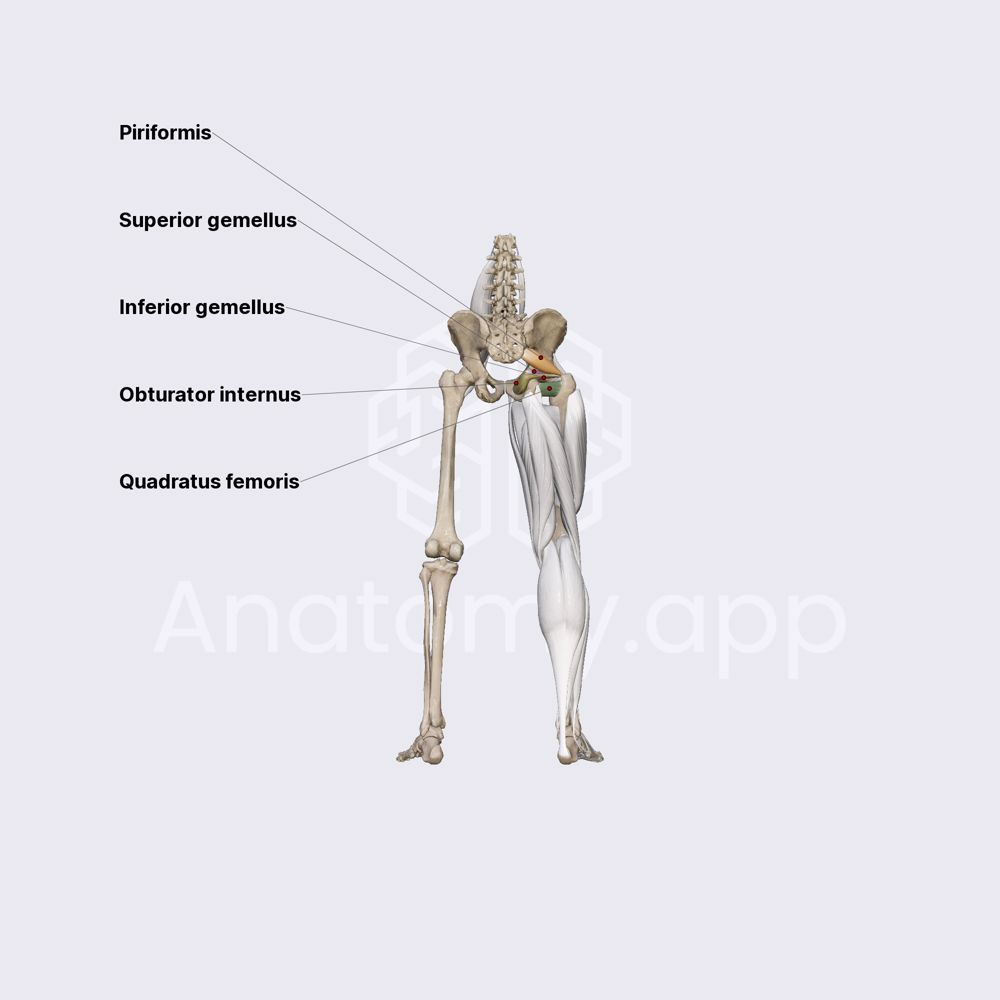 Muscles of hip region (part 3)