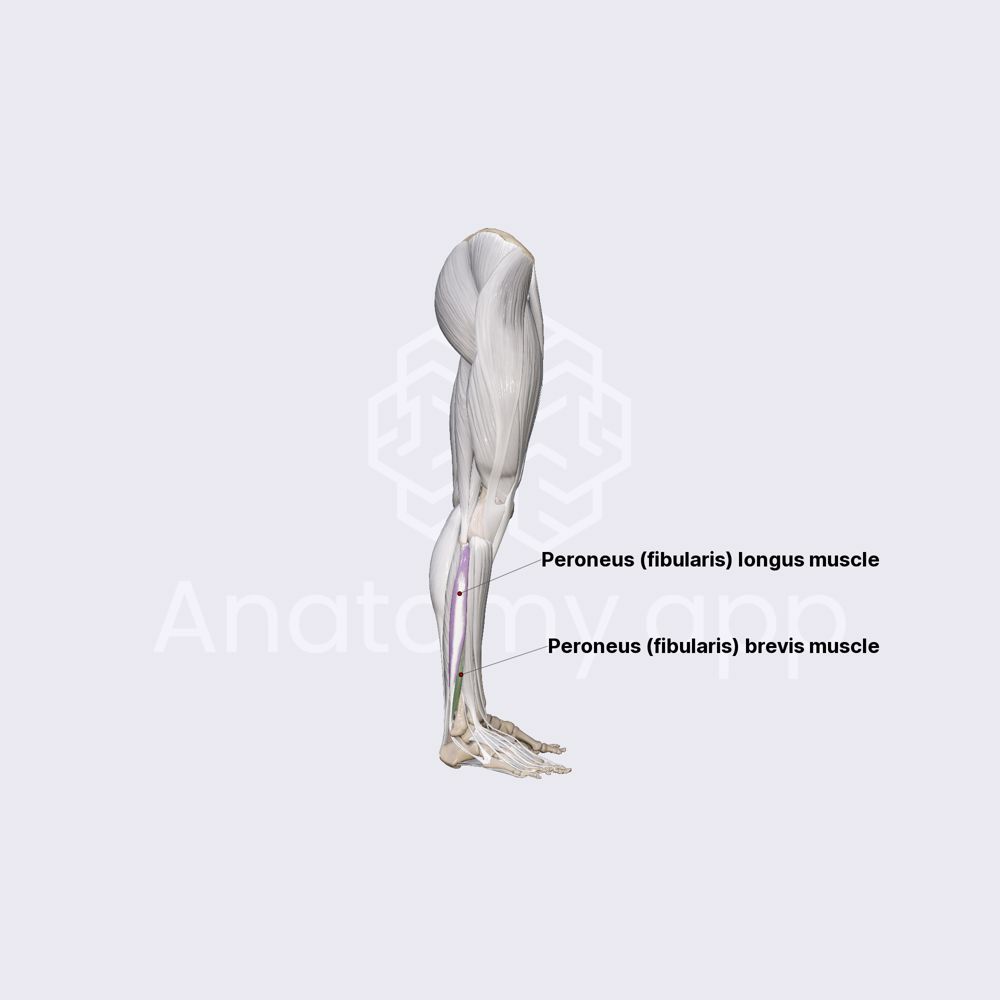Lateral compartment of leg muscles