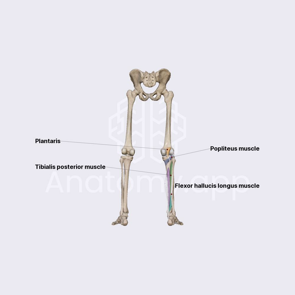 Deep posterior compartment of leg muscles