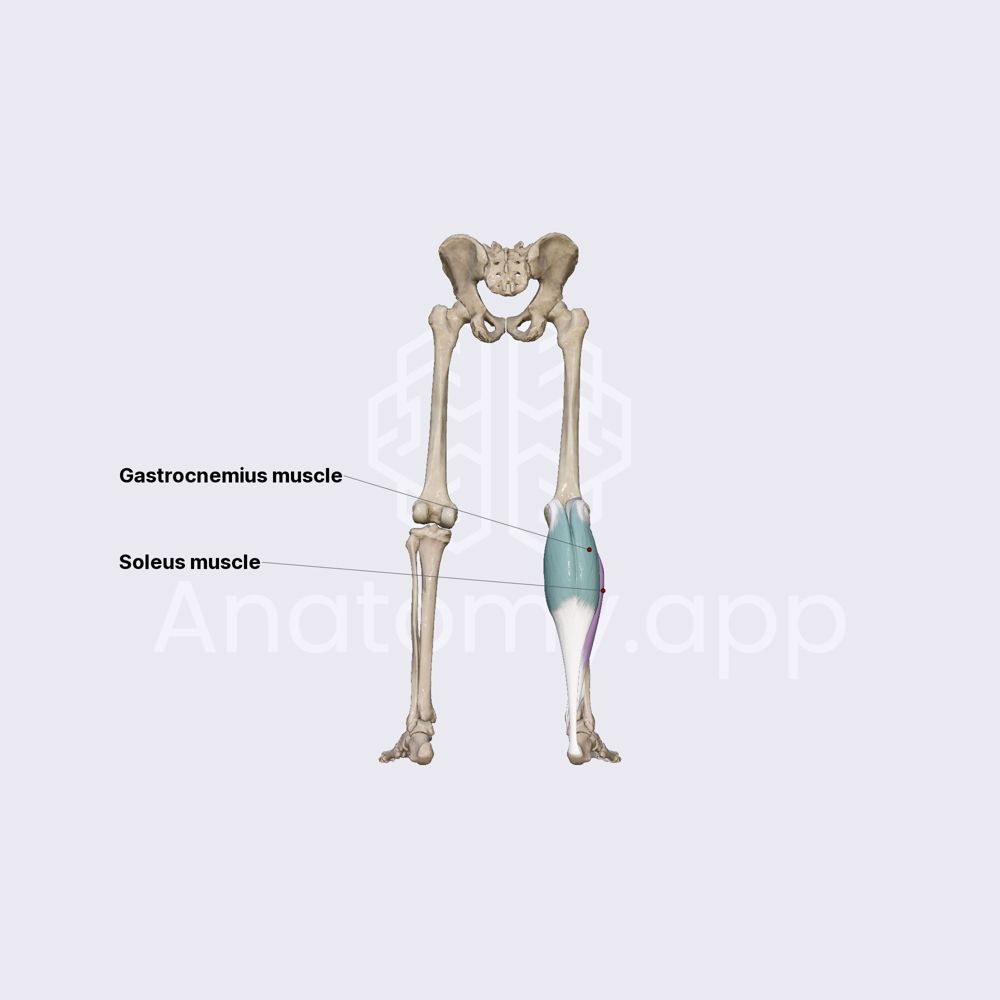 Superficial posterior compartment of leg muscles