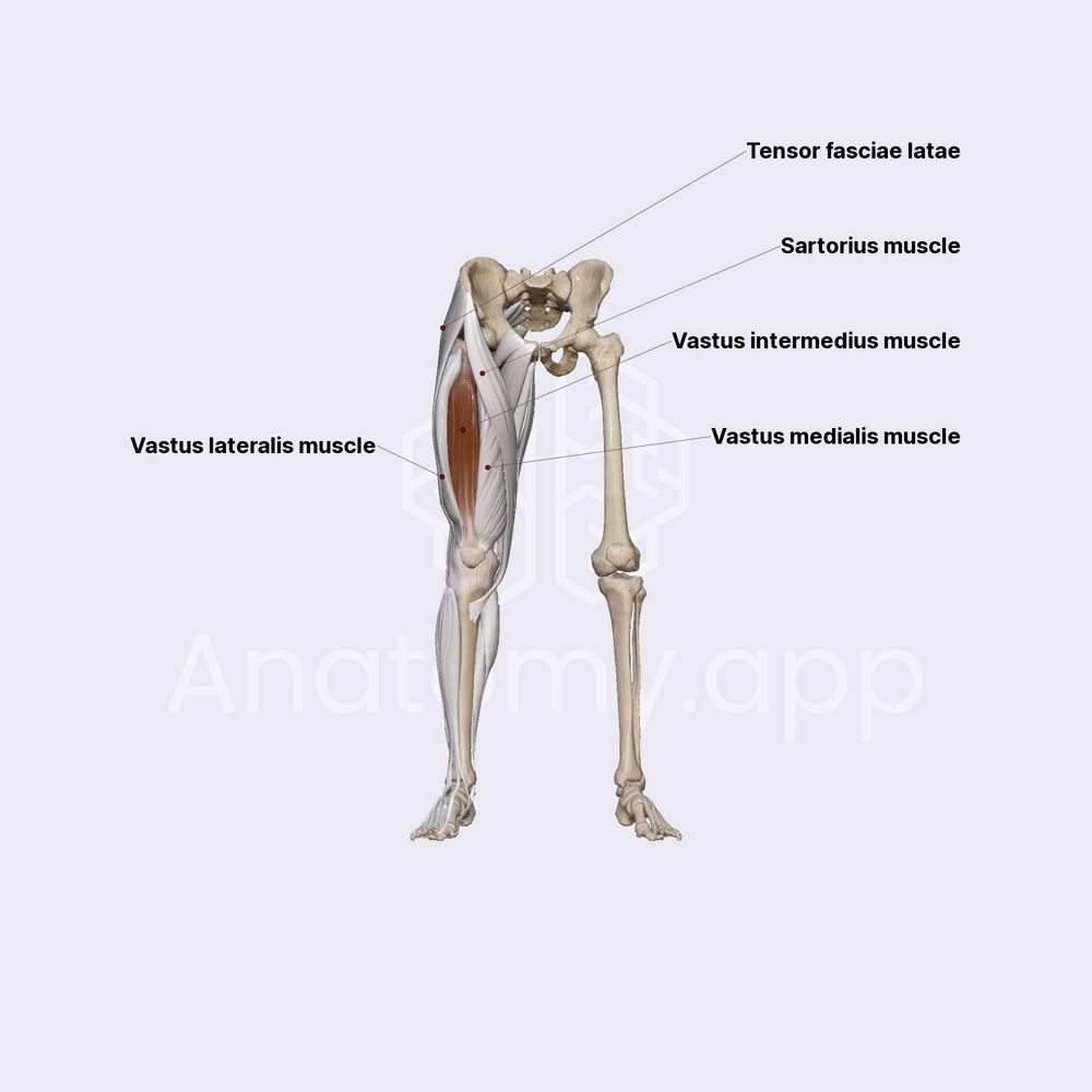 Anterior compartment of thigh muscles (part 2)