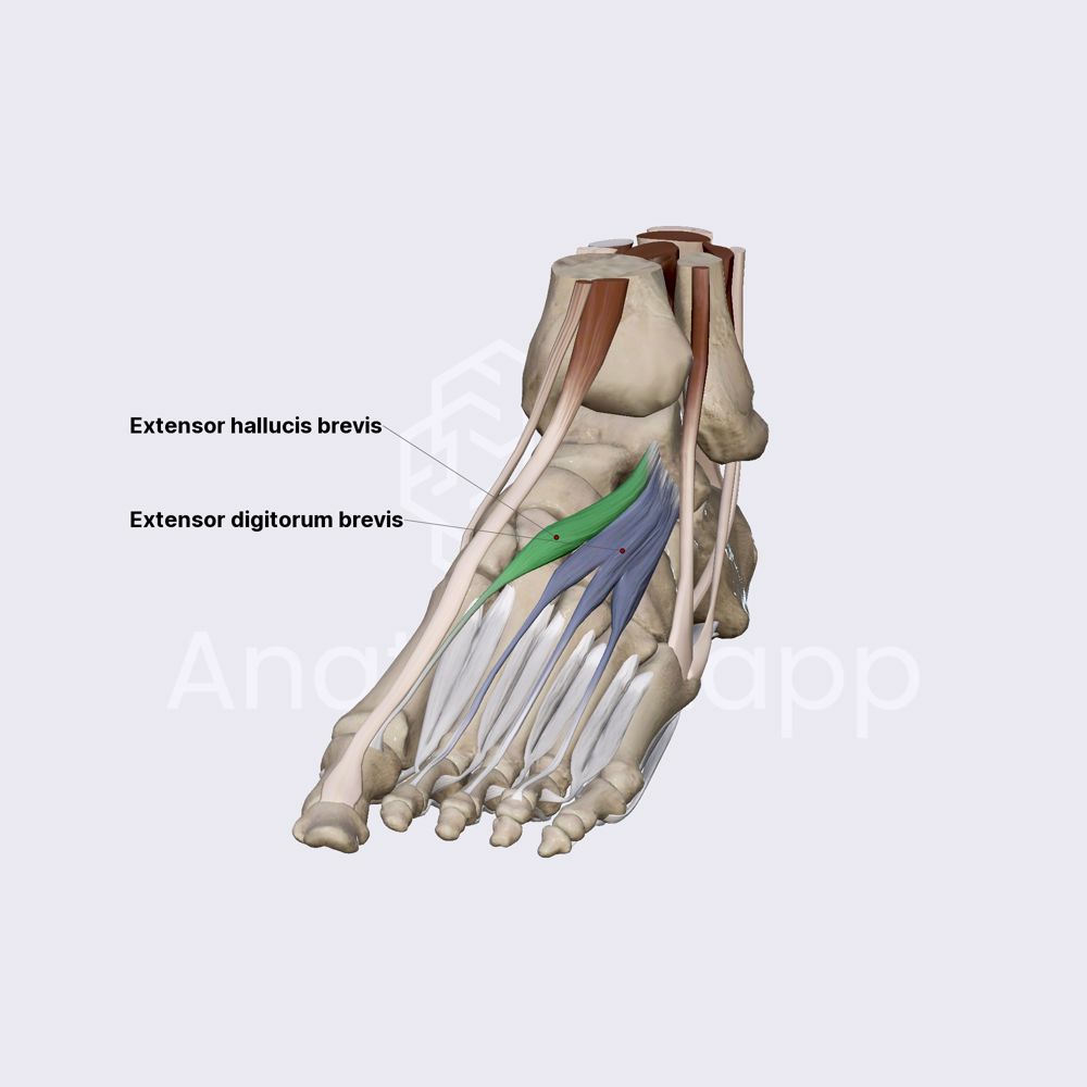 Dorsal muscles of foot
