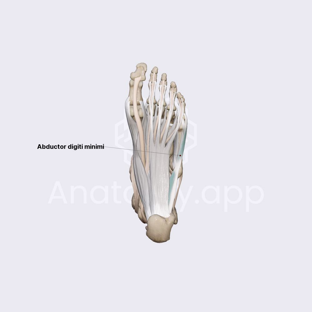 Lateral group of plantar muscles (part 1)