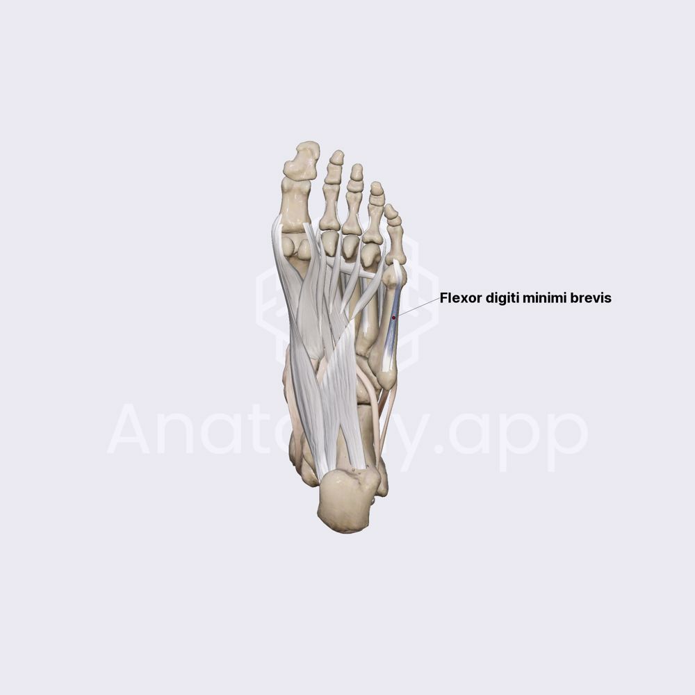 Lateral group of plantar muscles (part 2)