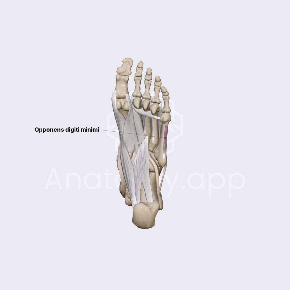 Lateral group of plantar muscles (part 3)