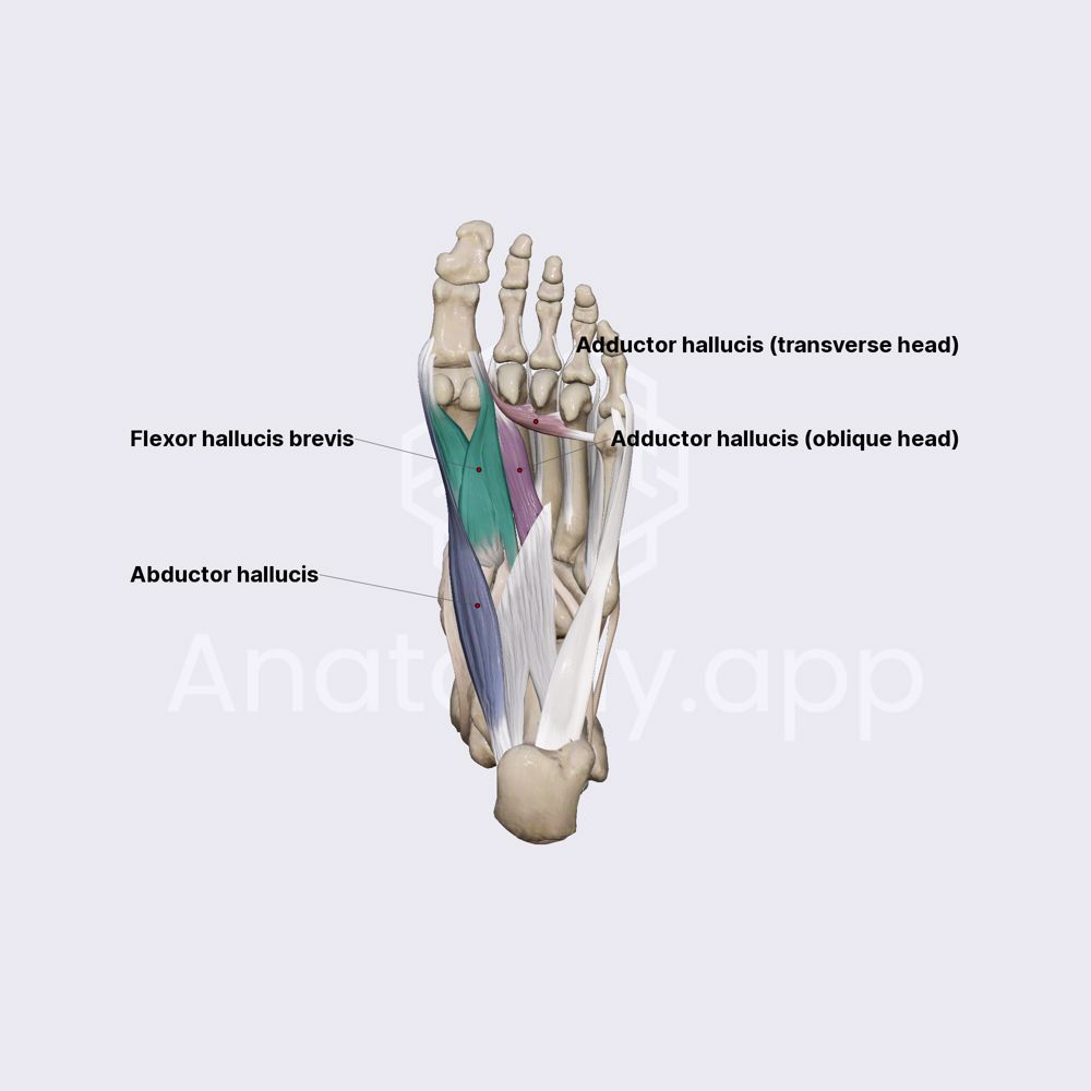 Medial group of plantar muscles