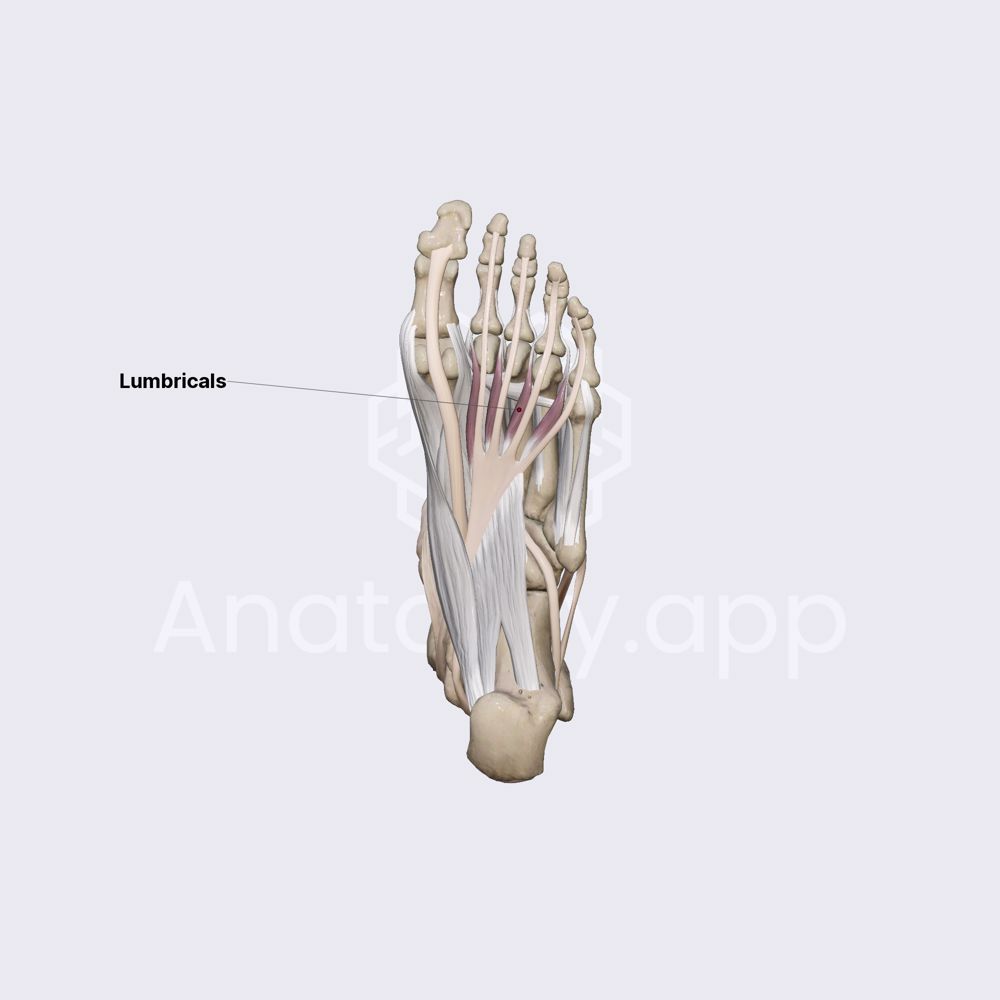 Middle group of plantar muscles (part 3)