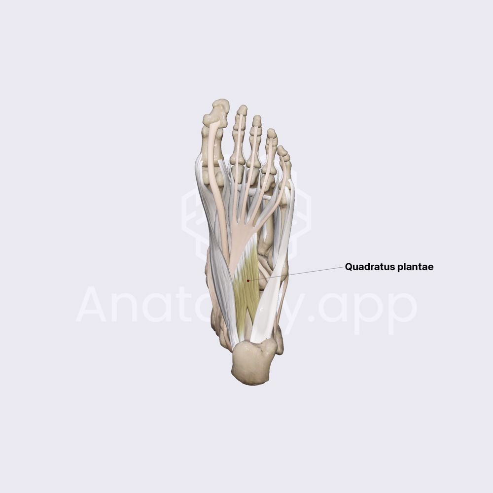 Middle group of plantar muscles (part 2)