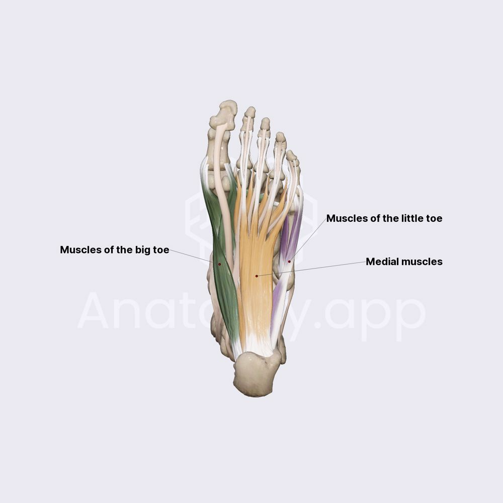 Muscles of foot