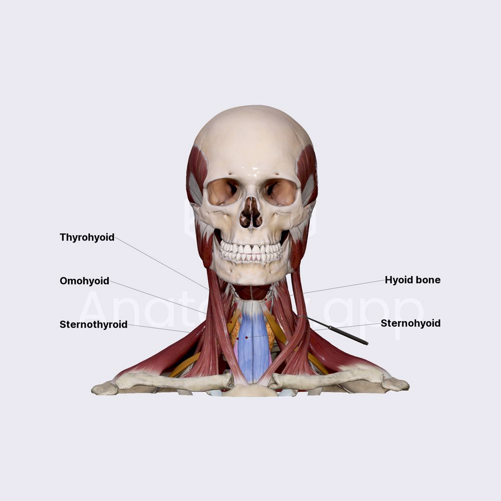 Infrahyoid neck muscles