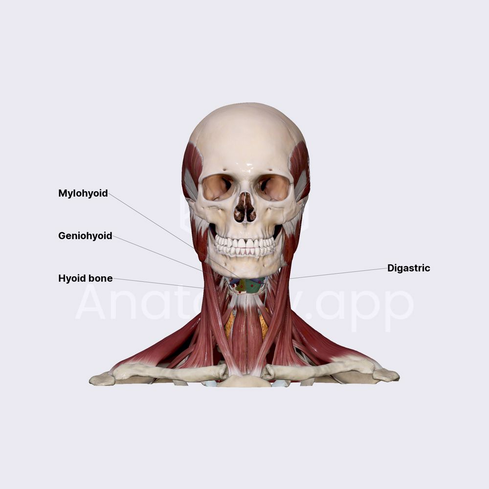 Suprahyoid neck muscles