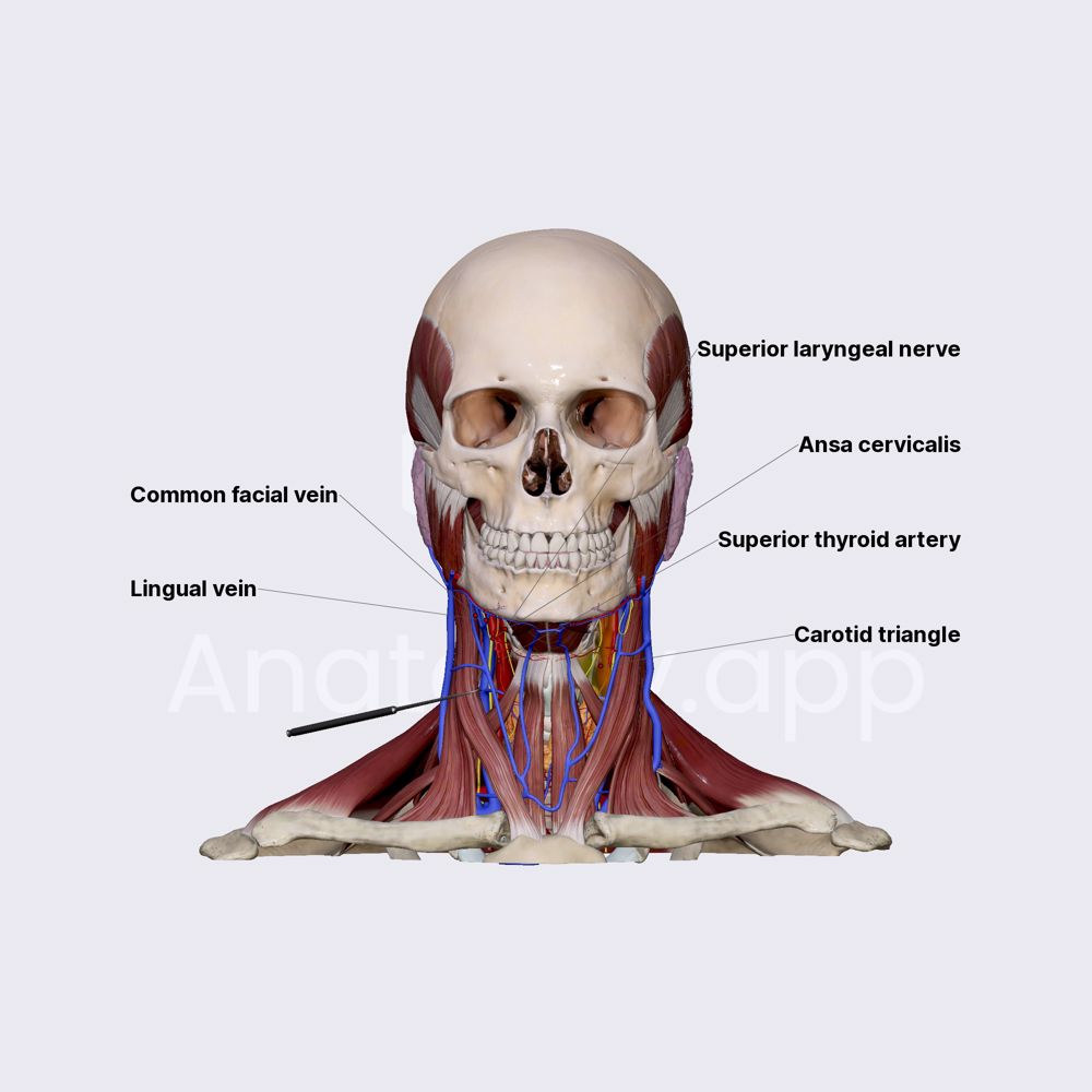 Content of carotid triangle
